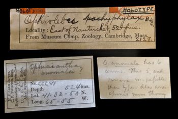 Media type: image;   Invertebrate Zoology OPH-2128 Description: Original handwritten specimen labels;  Aspect: labels